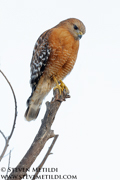 HAWKS, EAGLES, OSPREY